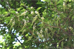 Citharexylum subserratum
